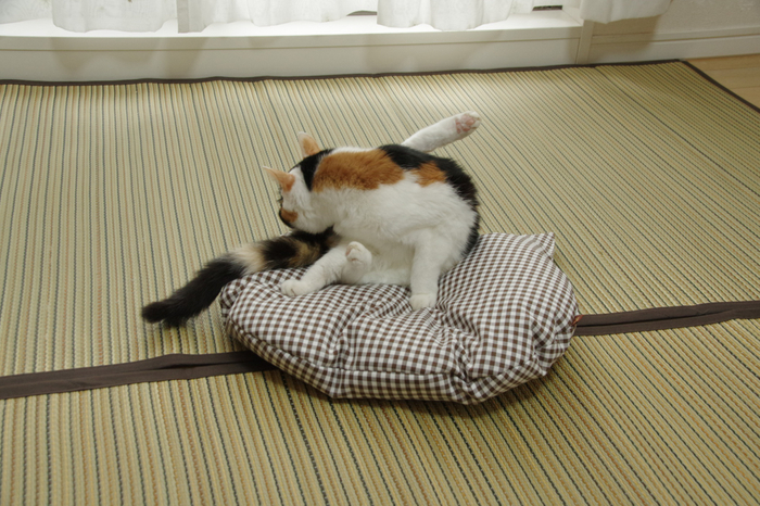 おくつろぎタイム