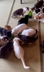 保護猫の排泄物を”資源”へ。Cozy Cat Shelterが猫草キットのクラウドファンディングを開始