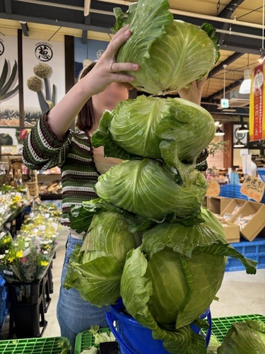 「嬬恋キャベツ419」バケツに積み放題