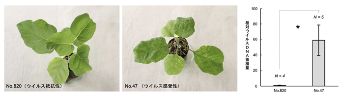 ウイルス抵抗性遺伝子をもつナス（左）、ウイルス感受性ナス（中央）、ウイルスDNA蓄積量の比較（右）