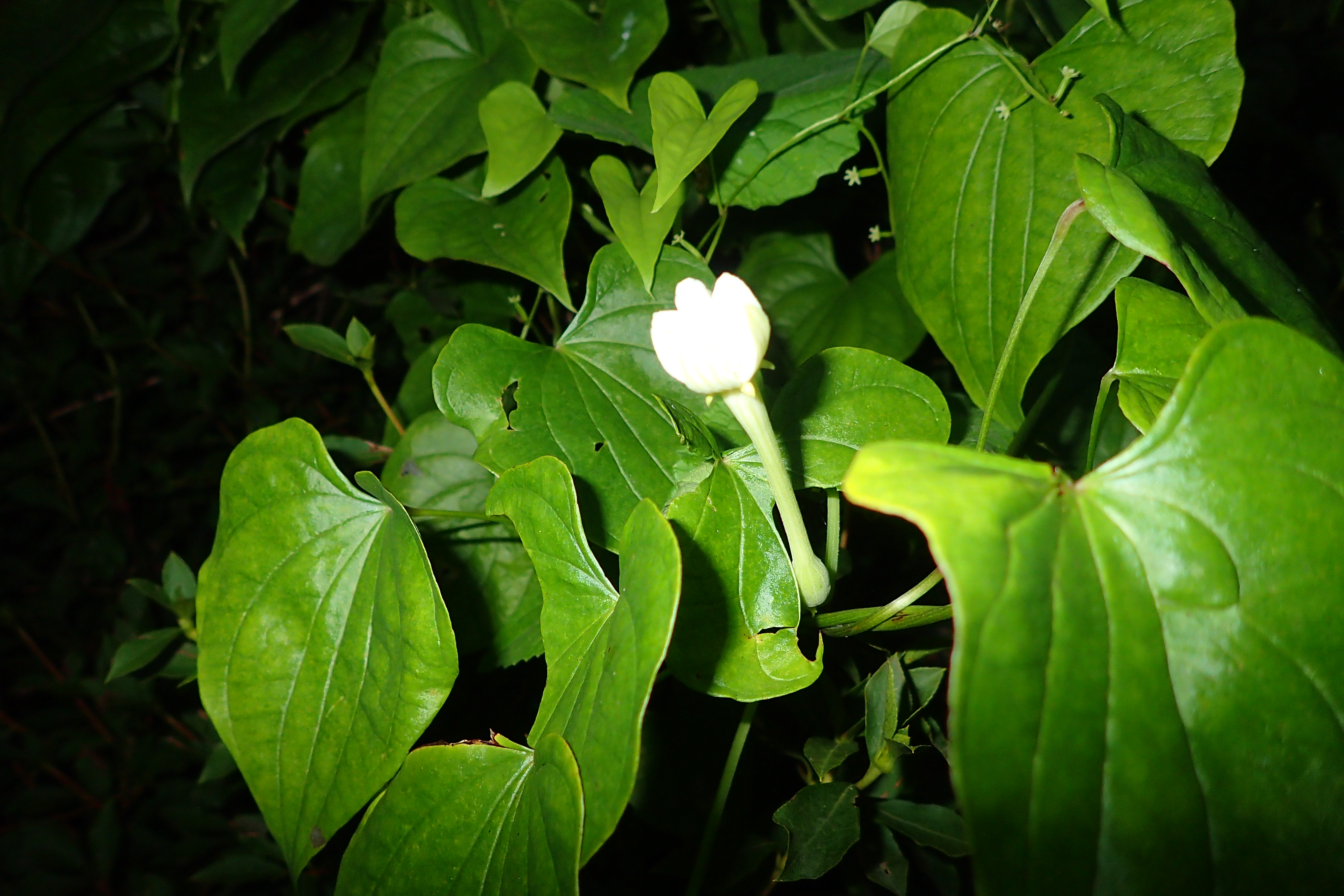 夜に開花するカラスウリのつぼみ