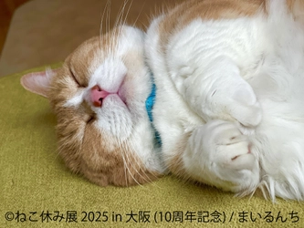10周年記念 猫の祭典＆最新ミニチュア作品が大阪に大集結♪ 「ねこ休み展」「ミニチュア写真の世界展」 11月12日(水)～19日(水) ルクア大阪で開催！