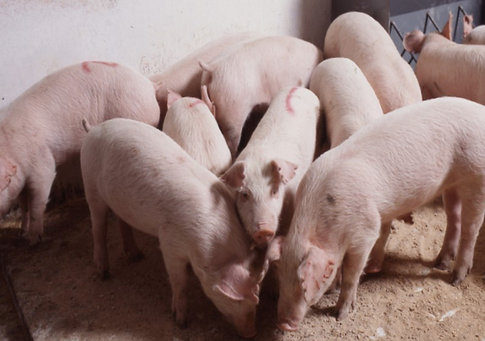 国産穀類100％飼料で育てられた健康的な豚