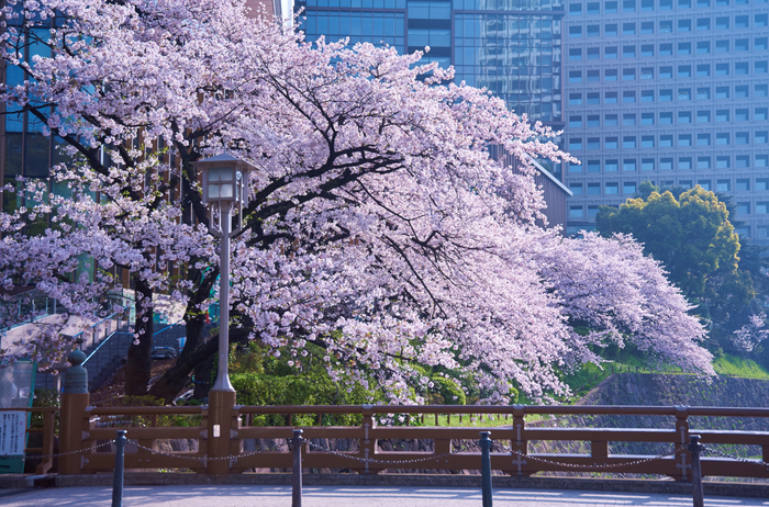 弁慶濠沿いの桜(過去の様子)