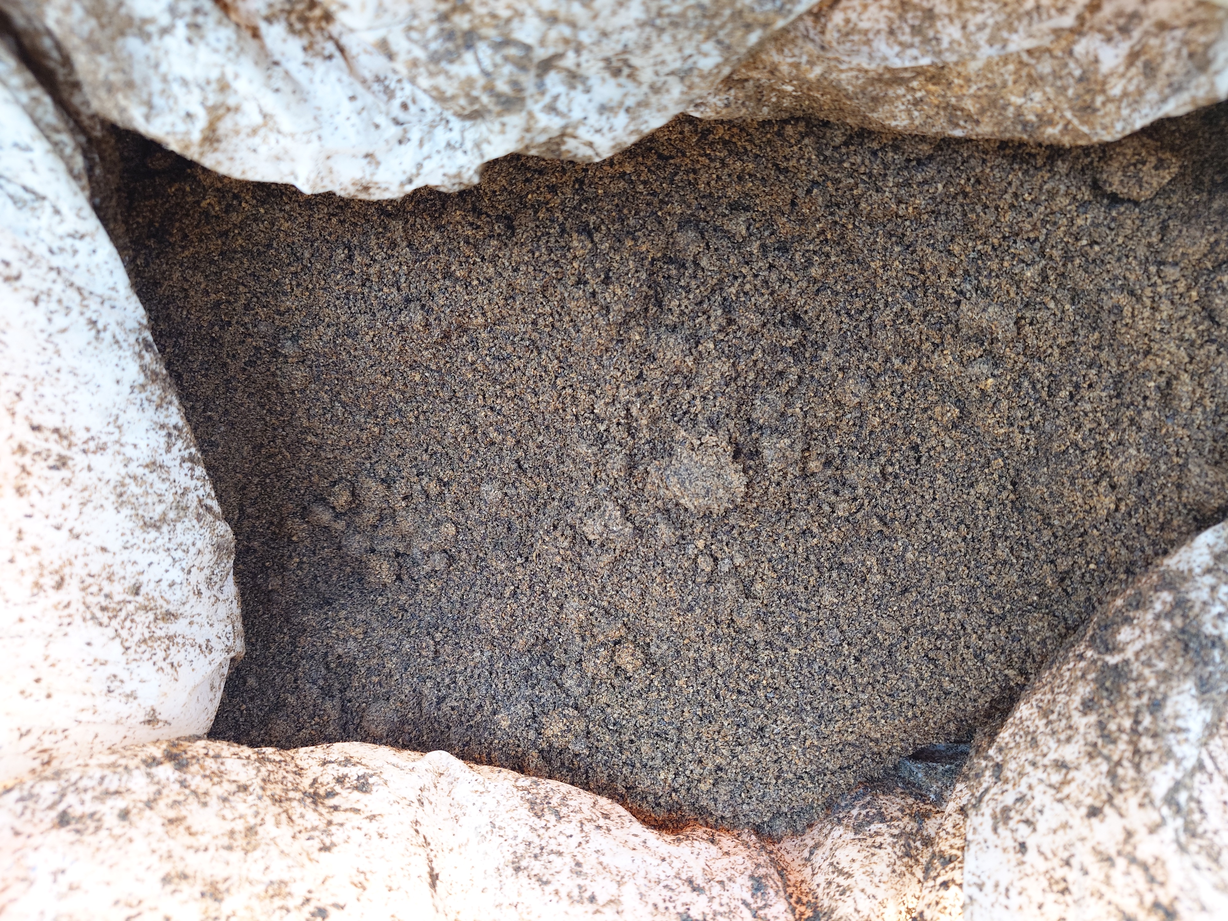 発酵がすすみ表明が白く変化し始めます