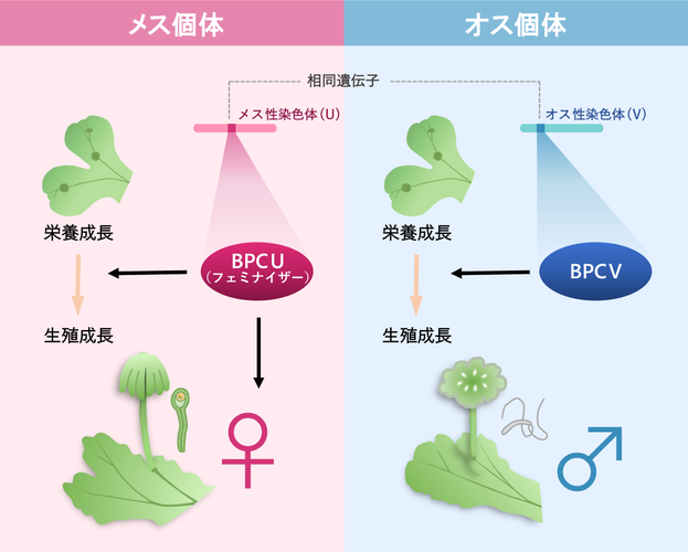 図 今回の研究のイメージ図 ゼニゴケは性染色体をもつ雌雄異株植物である。今回は、メス性染色体上の性決定遺伝子フェミナイザーBPCUを同定した。この遺伝子はメスとしての性分化を誘導する。予想外なことにオス性染色体に相同遺伝子BPCVが存在し、BPCUとBPCVは共に、生殖成長の誘導機能を持っていた。