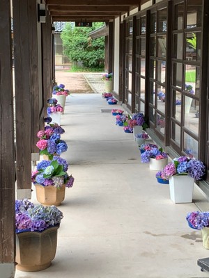 射水市陶房「匠の里」を彩るあじさい