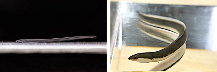 （左）完全養殖のシラスウナギ、（右）完全養殖のウナギ