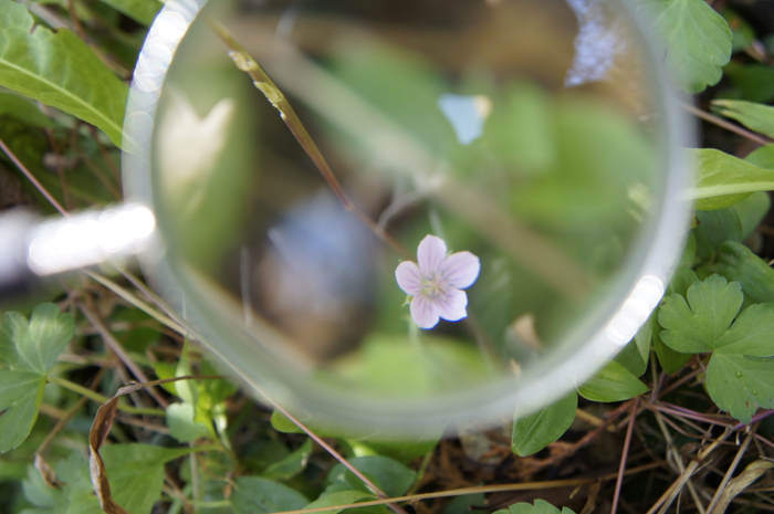 日本三大薬草・ゲンノショウコ