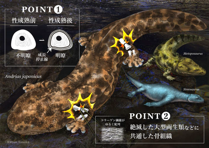 図1: 研究成果のまとめ(©田中 花音)