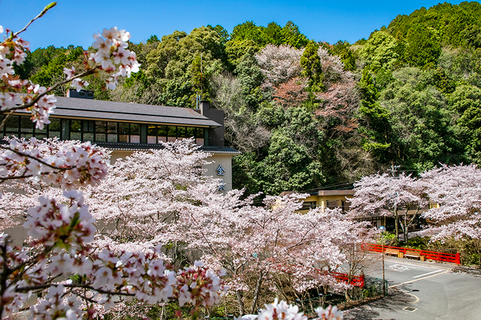 四季折々の景色:桜