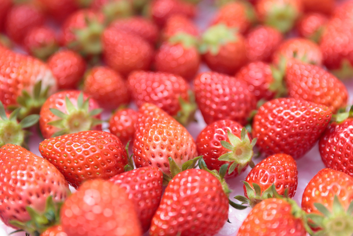 収穫されたばかりのいちご。品種や熟度による味わいの違いを見極める