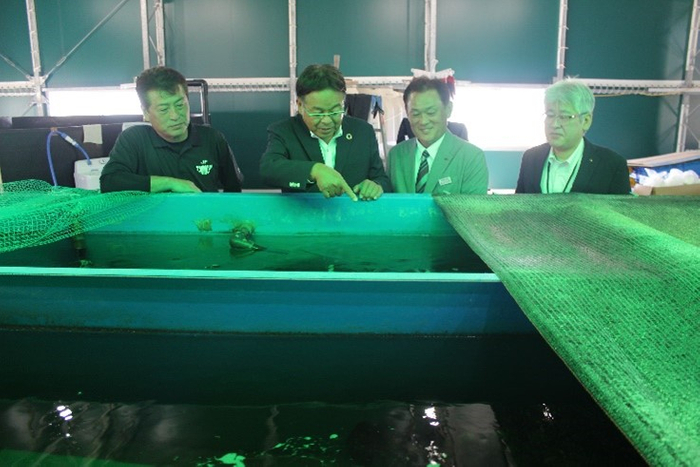 水槽の様子を見る（右から）瀬尾副町長、坂田町長、山本准教授、金谷組合長