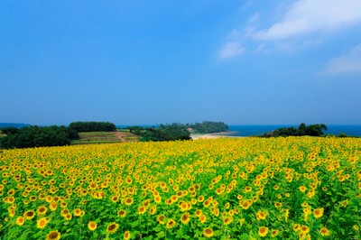 花とアートの岬 長崎鼻