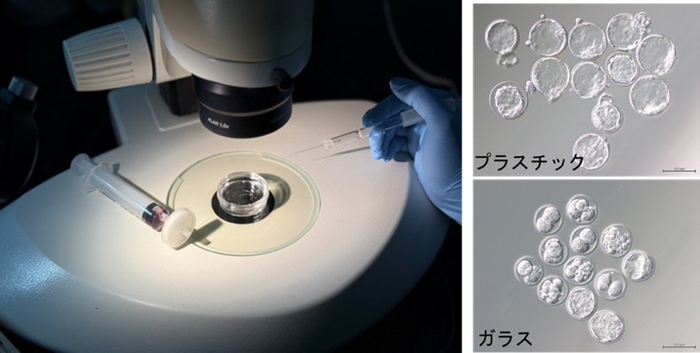 体外受精で用いられるガラス器具(左)、その影響で発生を停止させた胚(右下)
