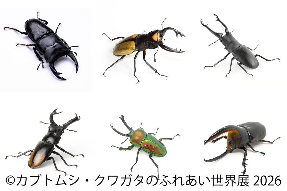 世界のレア昆虫が大集結