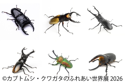 世界のレア昆虫が大集結