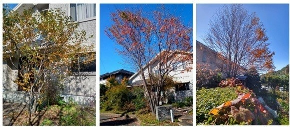 玄関のジューンベリー/正面のヤマザクラ/キッチンから見えるカツラの樹