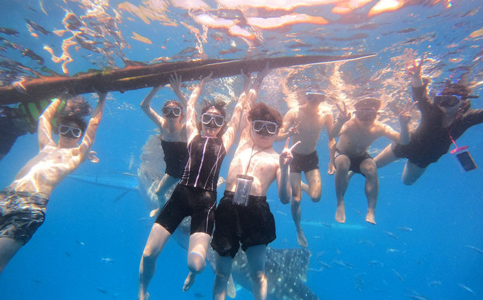 オスロブでジンベイザメと泳ぐ留学生の様子