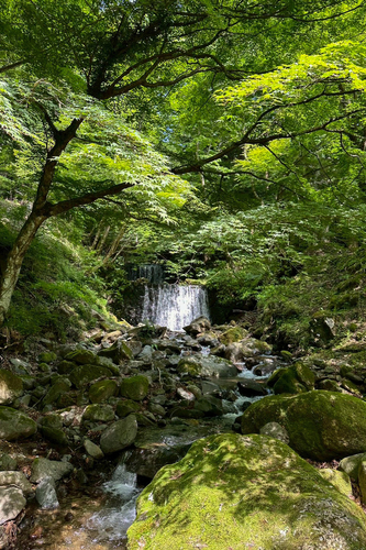 フィールドは「苔リウム」の素材とヒントに溢れています
