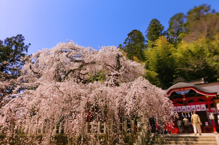 樹齢500年と言われる「小川諏訪神社のシダレザクラ」