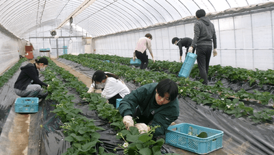 2025年（令和7年）12月、農学部生が「近大ICTイチゴ」を栽培する様子