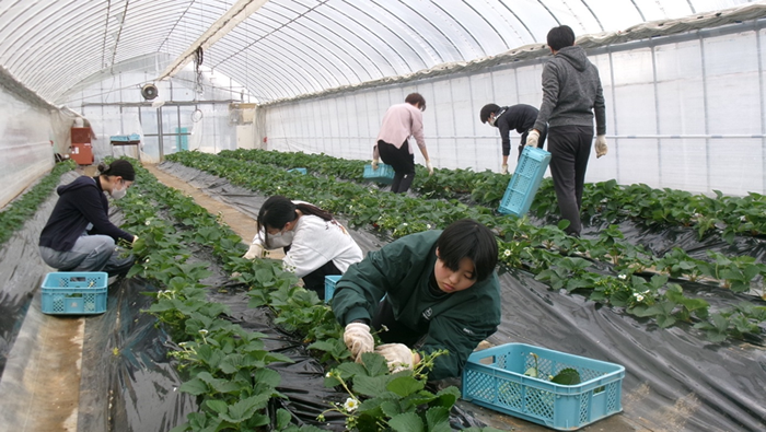 2025年（令和7年）12月、農学部生が「近大ICTイチゴ」を栽培する様子