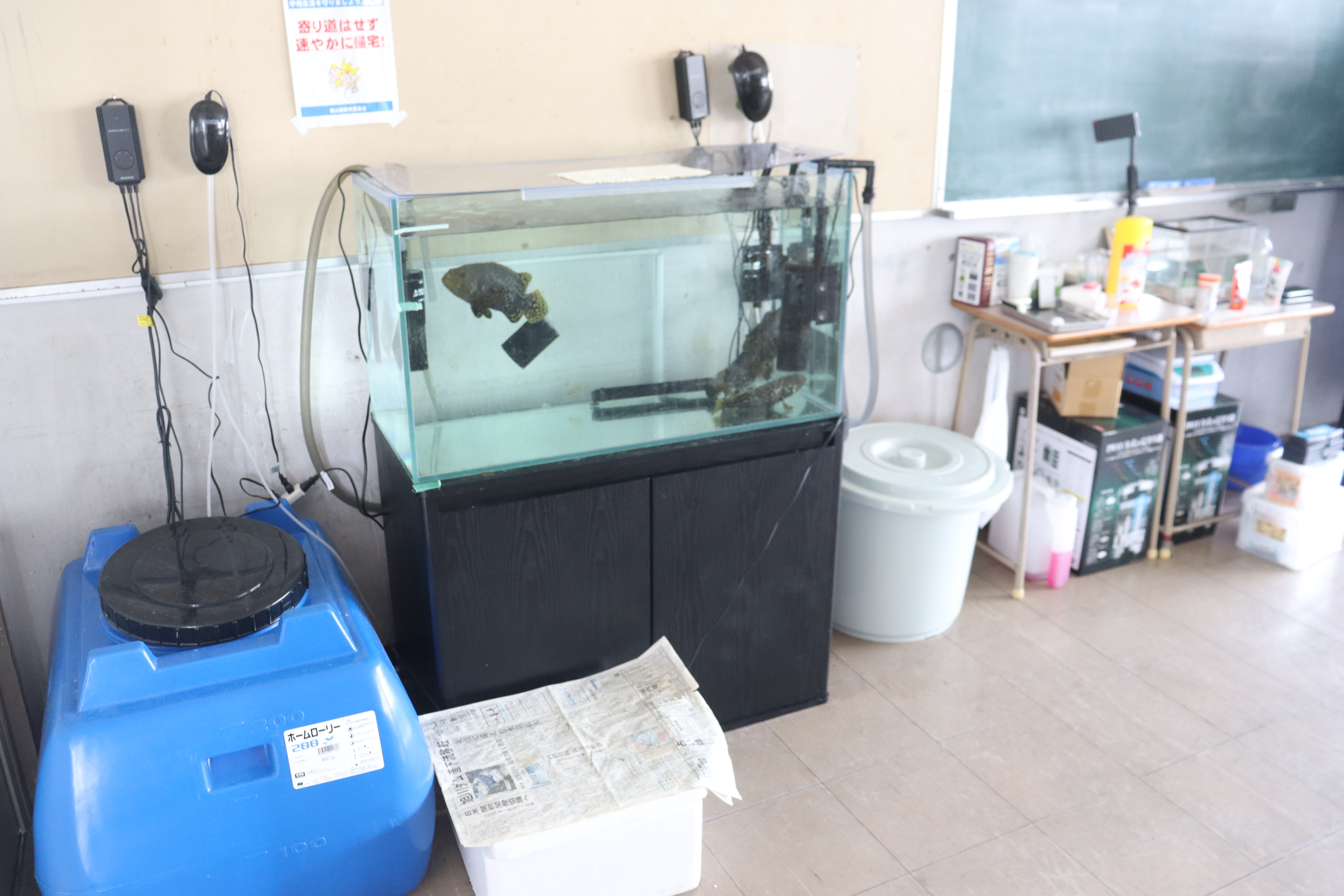 教室に設置されたタマカイの飼育水槽