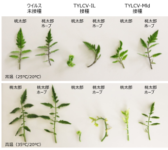 図1 抵抗性品種が高温条件下でTYLCV-ILの感染により発病する様子 ウイルスを接種していないトマトの葉では、感受性品種と抵抗性品種で葉の形態に違いはない。また、常温ではTYLCV-ILやMldが感染した感受性品種である桃太郎で黄化葉巻症状が認められるが、抵抗性遺品種の桃太郎ホープでは明確な発病は認められない。一方で、高温では感受性品種だけでなく、TYLCV-ILが感染した抵抗性品種でも黄化葉巻症状が確認された。