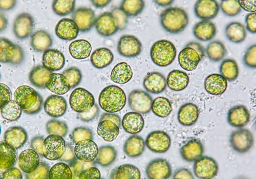 クロレラエキス