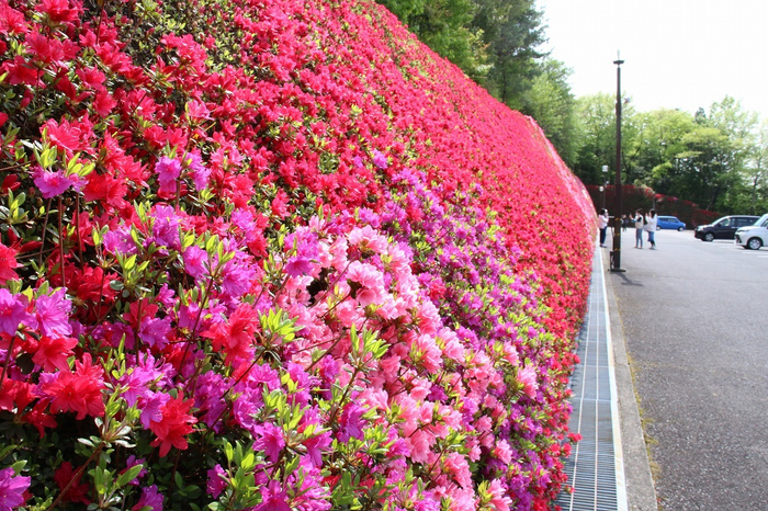 つどいの丘(キリシマツツジ)