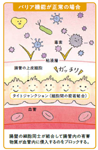 バリア機能が正常の場合