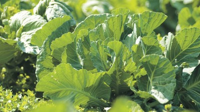 国産ケール100%使用