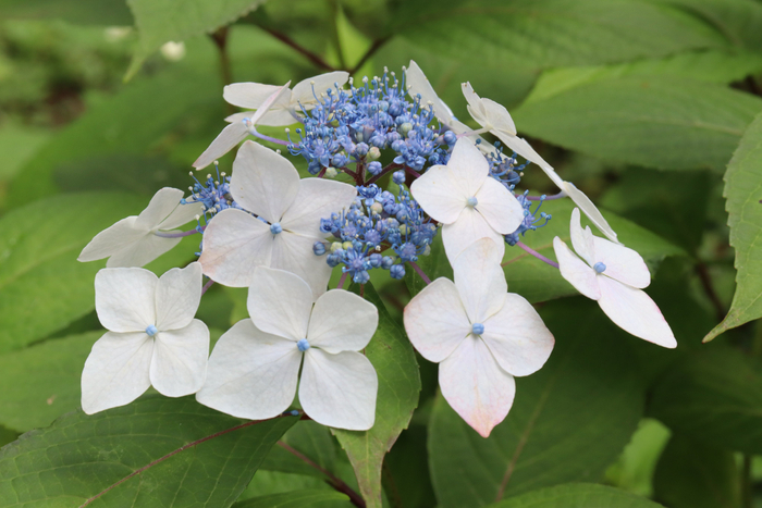 ヤマアジサイ&lsquo;大紅額&rsquo;