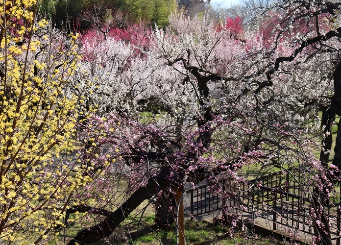 うめ園（令和７年撮影）