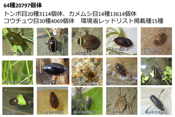 図2　水生昆虫類の出現種