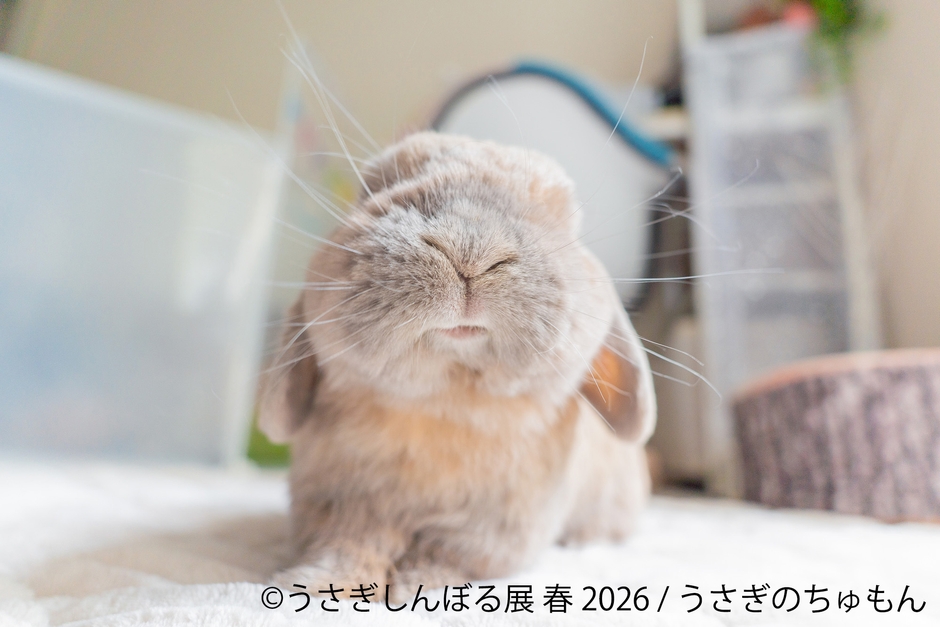 展示作品:うさぎのちゅもん
