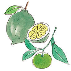 シークヮーサー＆ライム　イメージ