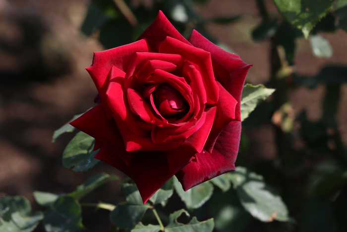 &lsquo;クイーン・オブ・神代&rsquo;　