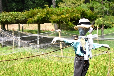 稲穂の様子(9月24日撮影)