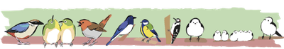 山の野鳥たち