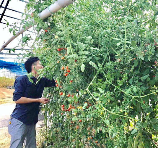店長の野菜厳選の様子