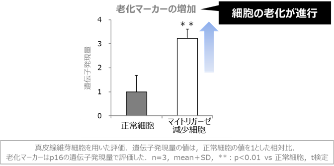 図3 マイトリガーゼの減少による老化の促進