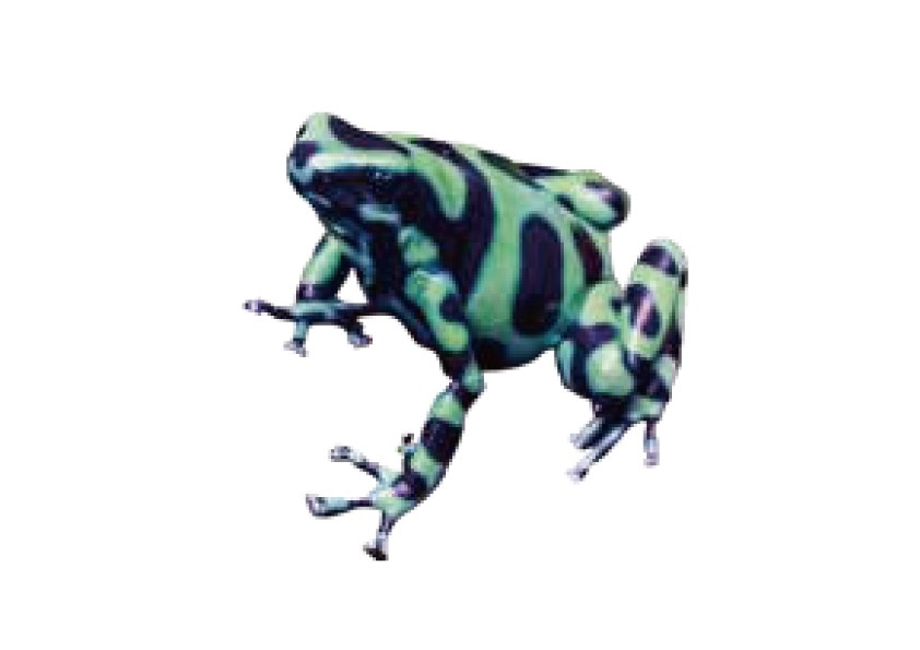 <皮膚毒>ヤドクガエル