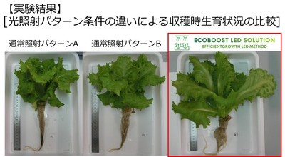 光照射の違いによるリーフレタスの実験結果（一部抜粋）