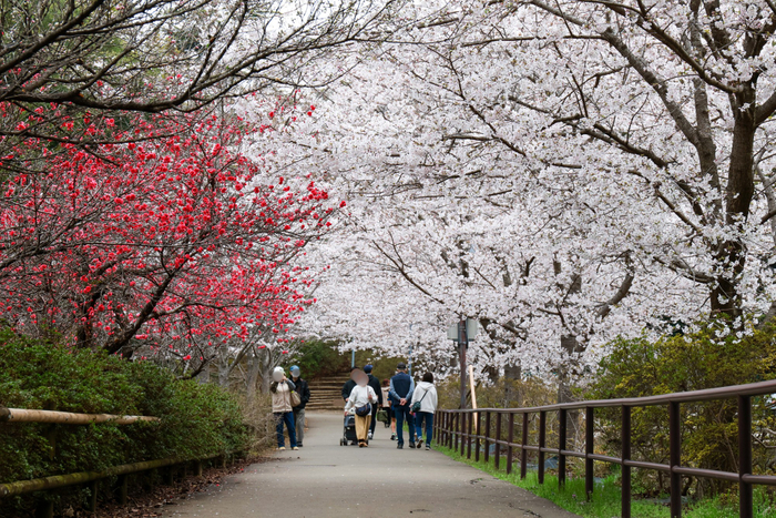 水上コース周辺の桜は頭上にも広がりトンネルのようになっています