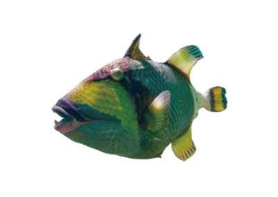 <咬>ゴマモンガラ