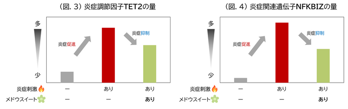 (図.3) 炎症調節因子TET2の量／(図.4) 炎症関連遺伝子NFKBIZの量