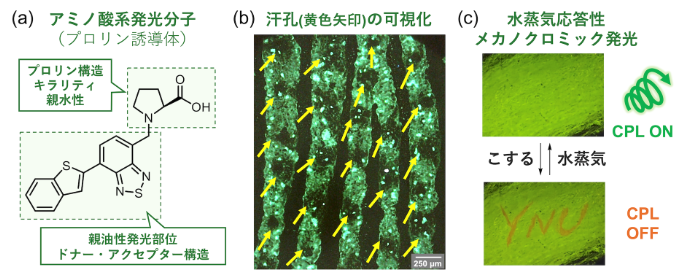 図2.（a）分子設計、（b）汗孔の可視化、（c）水蒸気応答性メカノクロミック発光