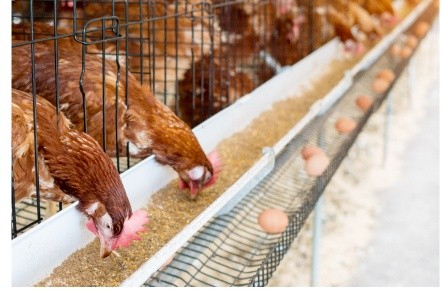 畜産：採卵鶏の飼養現場